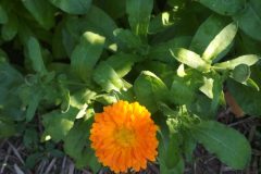 fiori di calendula